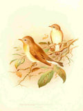 Gronvold Birds 1907 Flycatcher Red breasted A4 Photo Print