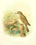 Gronvold Birds 1907 Flycatcher Spotted A4 Photo Print