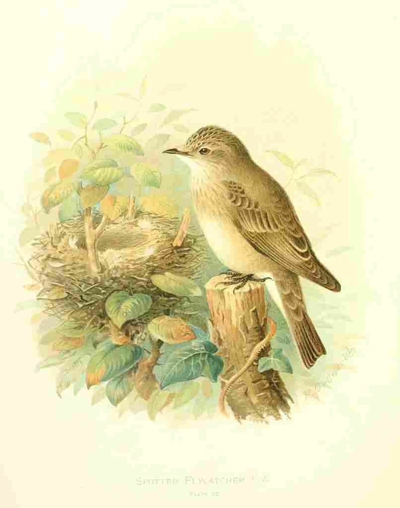 Gronvold Birds 1907 Flycatcher Spotted A4 Photo Print