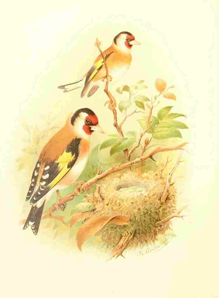 Gronvold Birds 1907 Goldfinch A4 Photo Print