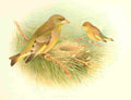 Gronvold Birds 1907 Greenfinch A4 Photo Print