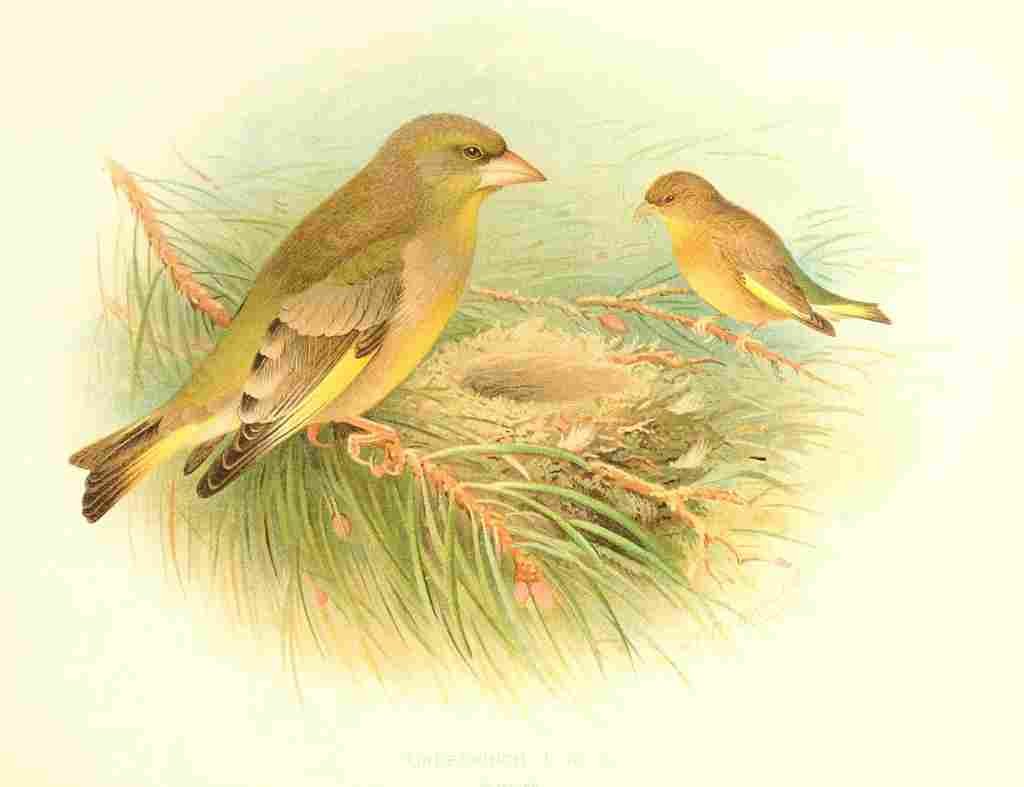 Gronvold Birds 1907 Greenfinch A4 Photo Print