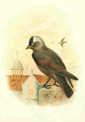 Gronvold Birds 1907 Jackdaw A4 Photo Print