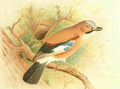 Gronvold Birds 1907 Jay A4 Photo Print