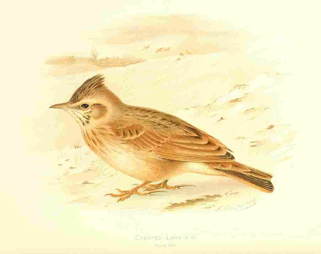 Gronvold Birds 1907 Lark Crested A4 Photo Print