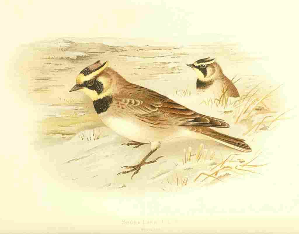 Gronvold Birds 1907 Lark Shore A4 Photo Print