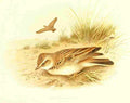 Gronvold Birds 1907 Lark Short toed A4 Photo Print