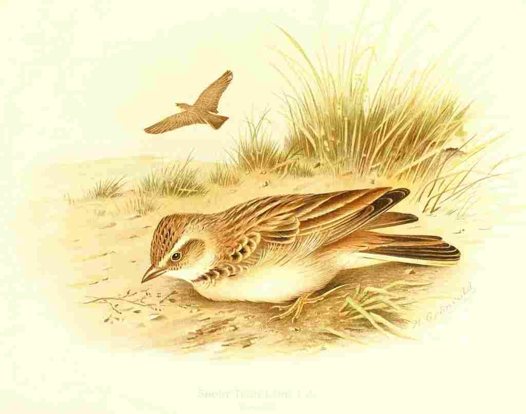 Gronvold Birds 1907 Lark Short toed A4 Photo Print