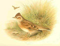 Gronvold Birds 1907 Lark Sky A4 Photo Print