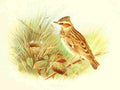 Gronvold Birds 1907 Lark Wood A4 Photo Print