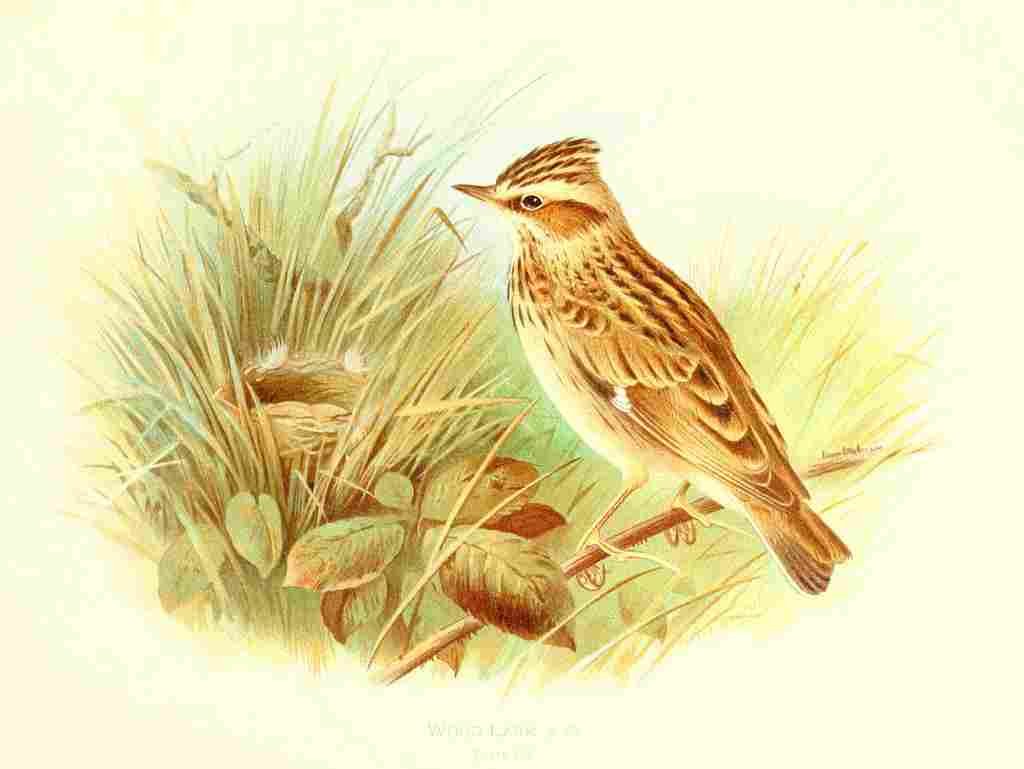 Gronvold Birds 1907 Lark Wood A4 Photo Print