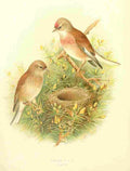 Gronvold Birds 1907 Linnet A4 Photo Print