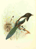 Gronvold Birds 1907 Magpie A4 Photo Print