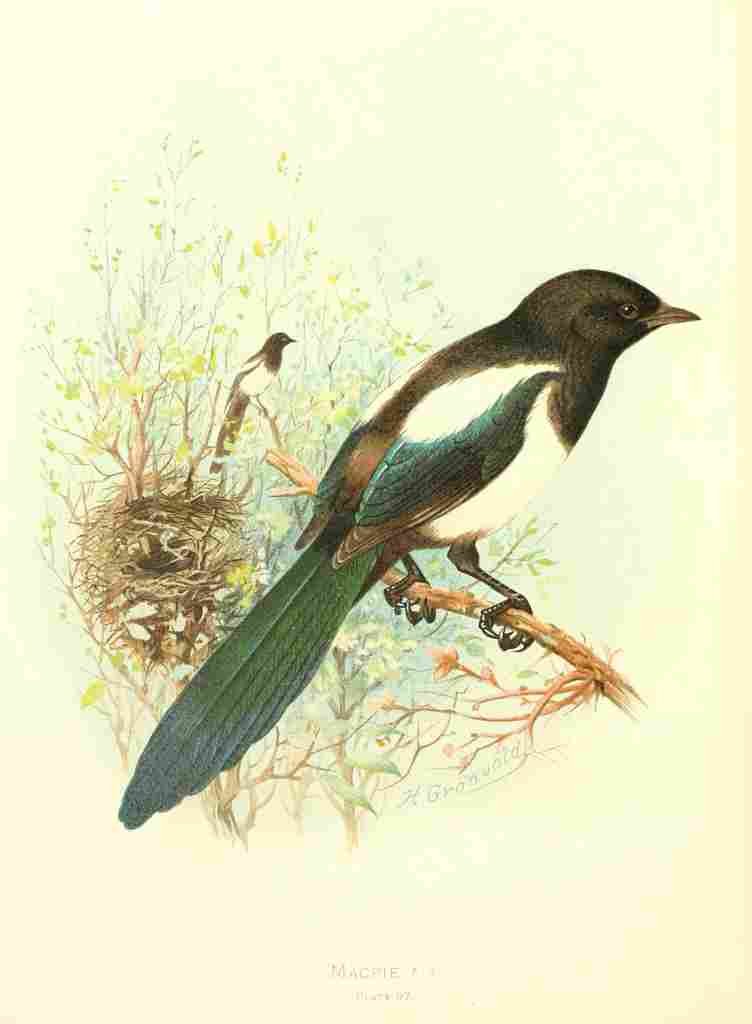 Gronvold Birds 1907 Magpie A4 Photo Print
