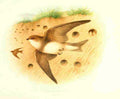 Gronvold Birds 1907 Martin Sand A4 Photo Print
