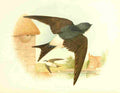 Gronvold Birds 1907 Martin A4 Photo Print