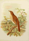 Gronvold Birds 1907 Nightingale A4 Photo Print
