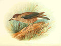 Gronvold Birds 1907 Nutcracker A4 Photo Print