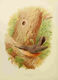 Gronvold Birds 1907 Nuthatch A4 Photo Print