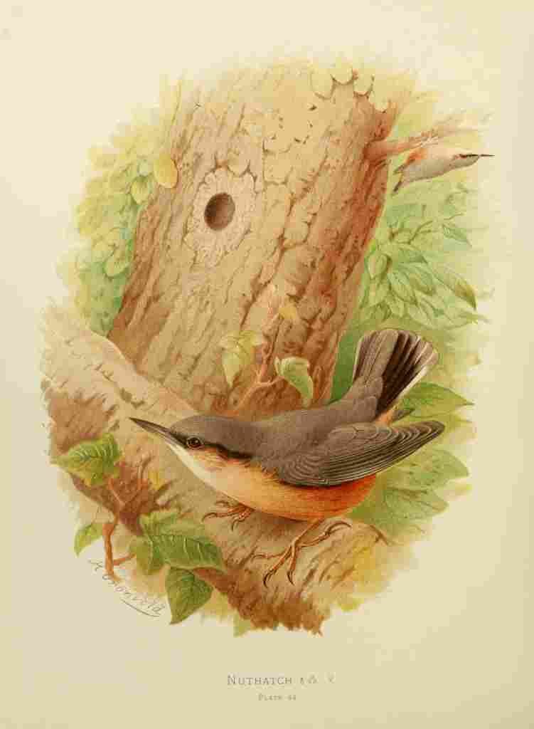 Gronvold Birds 1907 Nuthatch A4 Photo Print