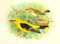Gronvold Birds 1907 Oriole Golden A4 Photo Print