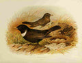Gronvold Birds 1907 Ouzel Ring A4 Photo Print