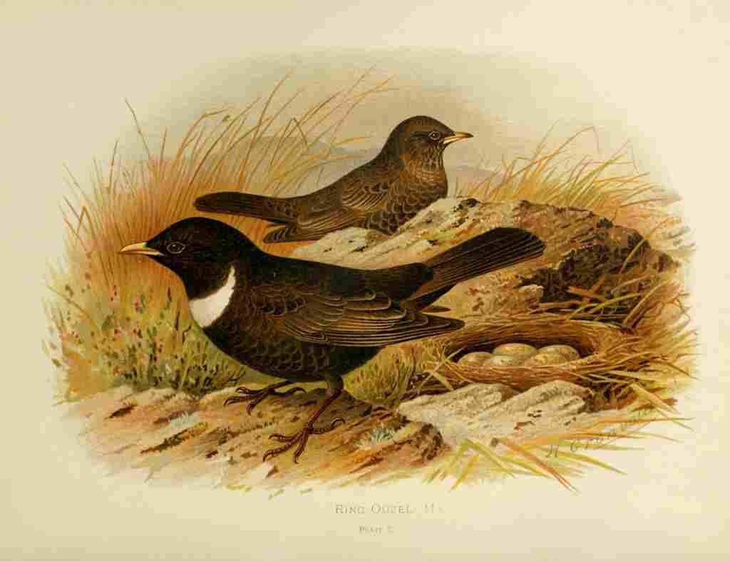 Gronvold Birds 1907 Ouzel Ring A4 Photo Print