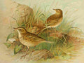 Gronvold Birds 1907 Pipit Meadow A4 Photo Print