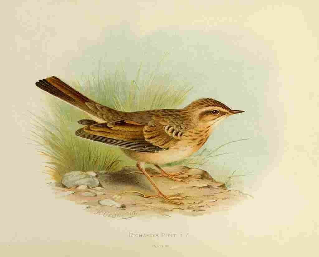 Gronvold Birds 1907 Pipit Richards A4 Photo Print
