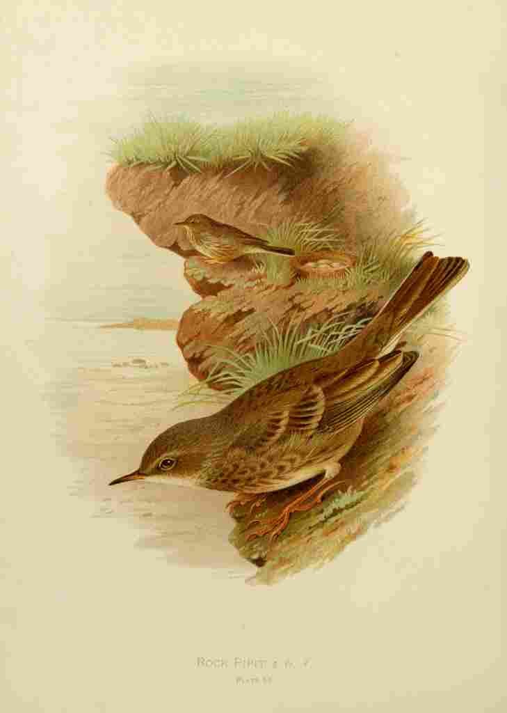 Gronvold Birds 1907 Pipit Rock A4 Photo Print