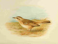 Gronvold Birds 1907 Pipit Tawny A4 Photo Print