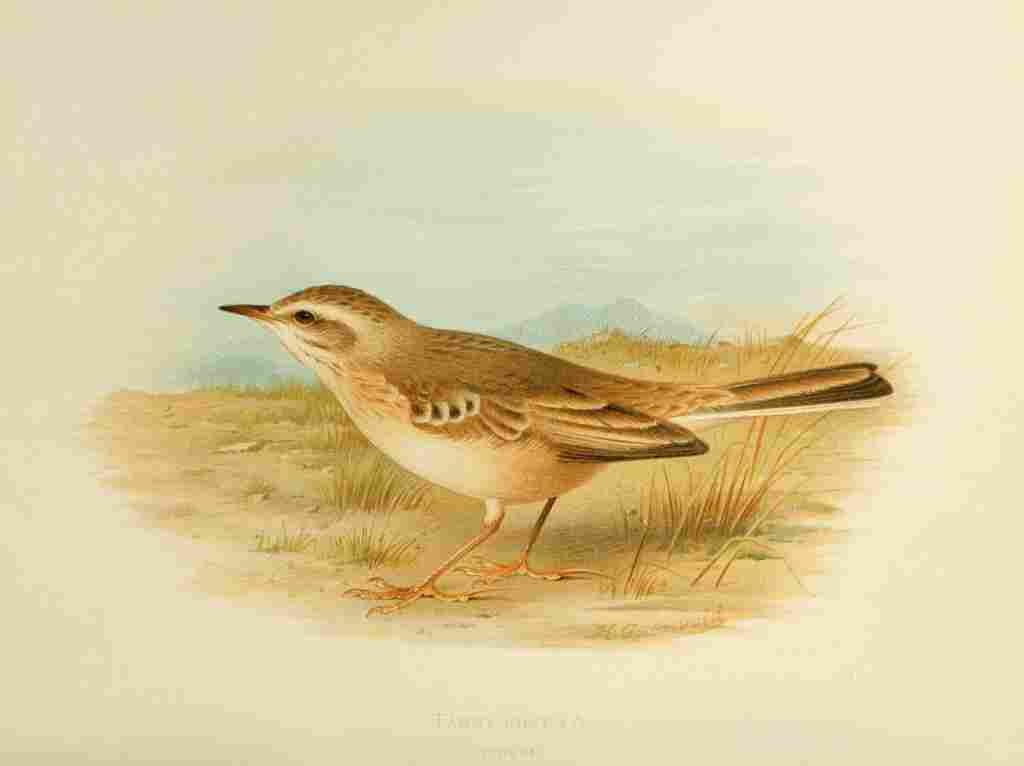 Gronvold Birds 1907 Pipit Tawny A4 Photo Print