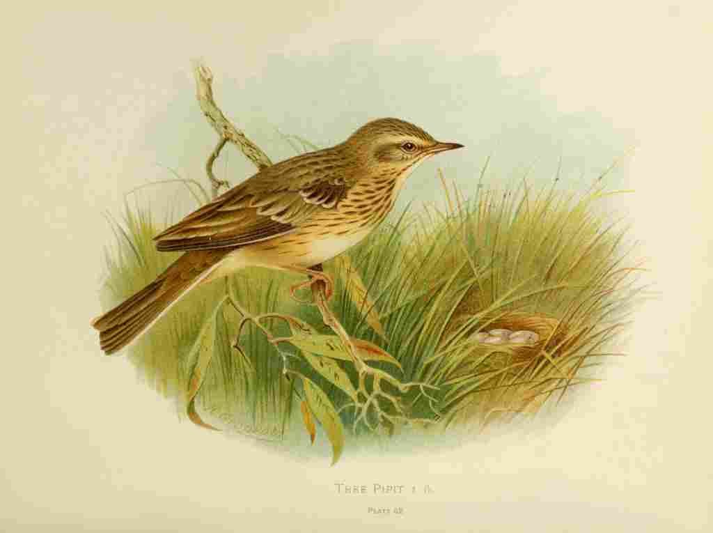 Gronvold Birds 1907 Pipit Tree A4 Photo Print