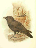 Gronvold Birds 1907 Raven A4 Photo Print