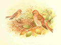 Gronvold Birds 1907 Redpoll Lesser A4 Photo Print