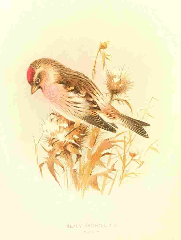 Gronvold Birds 1907 Redpoll Mealy A4 Photo Print