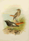 Gronvold Birds 1907 Redstart Black A4 Photo Print