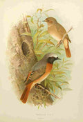 Gronvold Birds 1907 Redstart A4 Photo Print