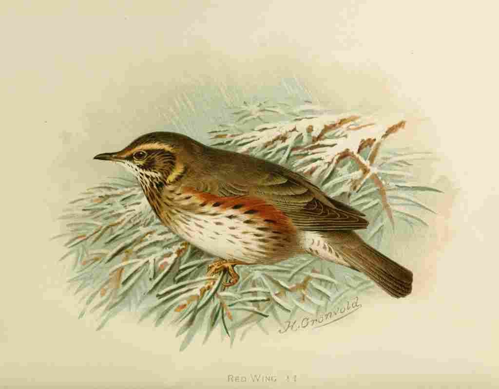 Gronvold Birds 1907 Redwing A4 Photo Print