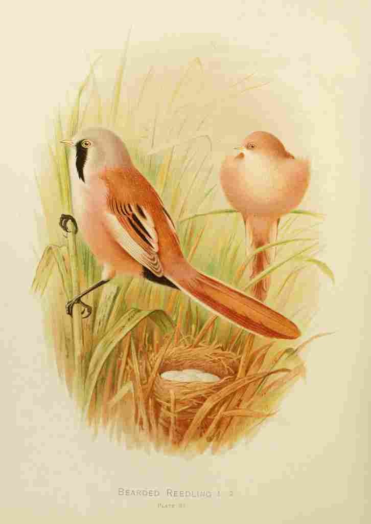 Gronvold Birds 1907 Reedling Bearded A4 Photo Print