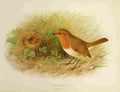 Gronvold Birds 1907 Robin A4 Photo Print