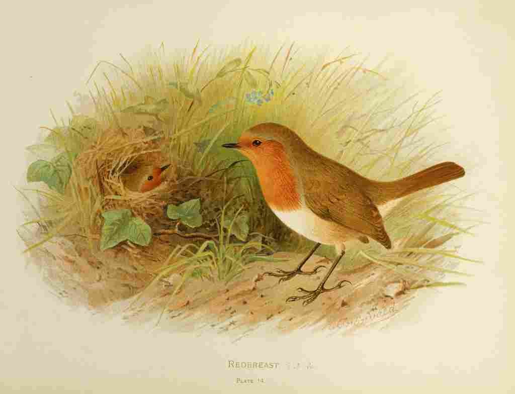 Gronvold Birds 1907 Robin A4 Photo Print