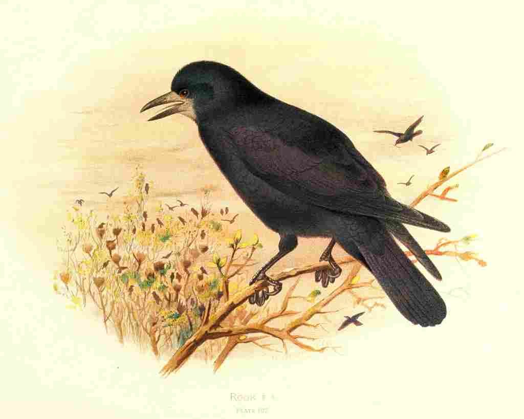 Gronvold Birds 1907 Rook A4 Photo Print