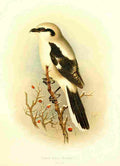 Gronvold Birds 1907 Shrike Great Grey A4 Photo Print
