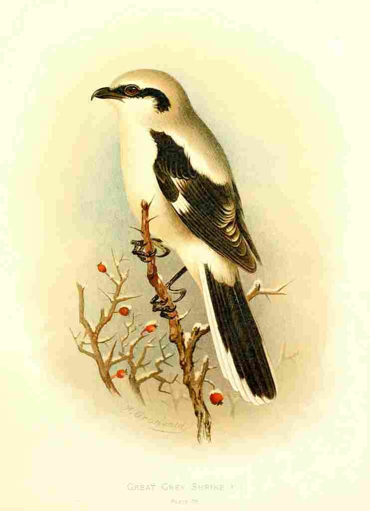 Gronvold Birds 1907 Shrike Great Grey A4 Photo Print