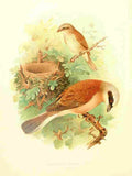 Gronvold Birds 1907 Shrike Red backed A4 Photo Print