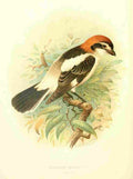 Gronvold Birds 1907 Shrike Woodchat A4 Photo Print