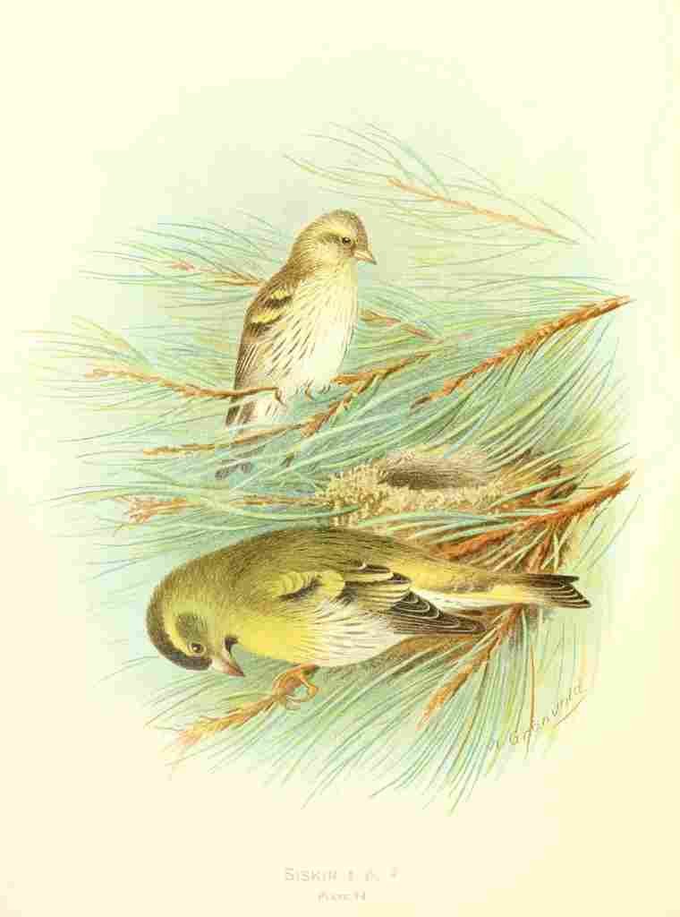 Gronvold Birds 1907 Siskin A4 Photo Print