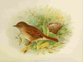 Gronvold Birds 1907 Sparrow Hedge A4 Photo Print