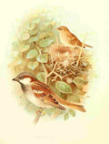 Gronvold Birds 1907 Sparrow House A4 Photo Print